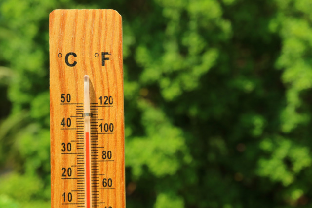 Il caldo anticipa la vendemmia sulle colline di Rimini