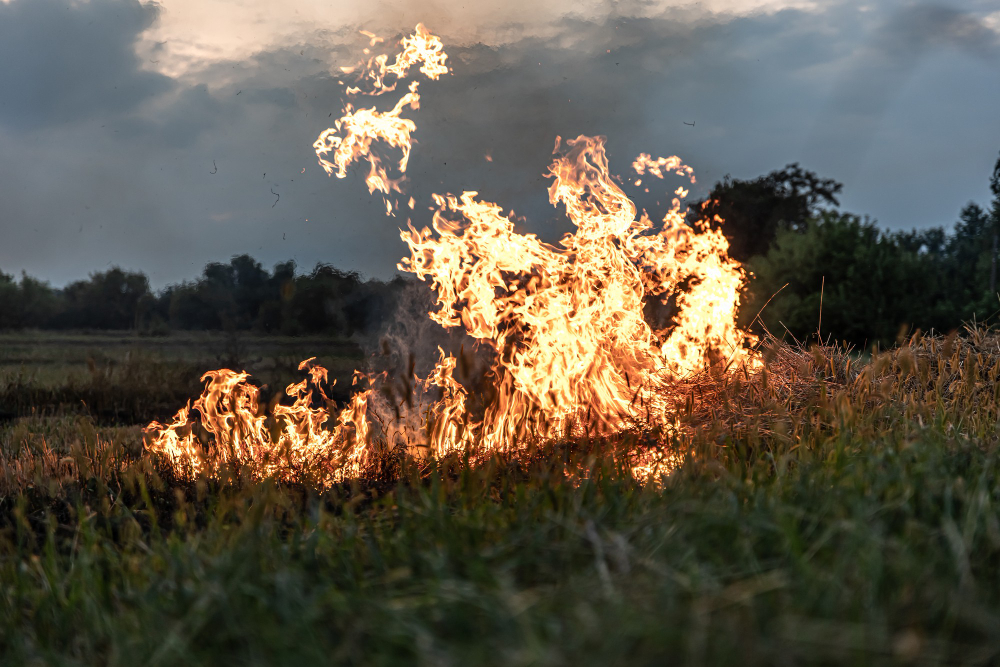 Incendio della siepe, denunciato un 65enne a Viserba